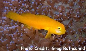  Gobiodon okinawae (Yellow Clown Goby, Okinawa Goby)