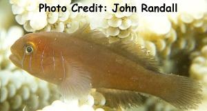  Gobiodon quinquestrigatus (Fivelined Coral Goby)