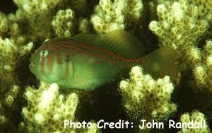  Gobiodon rivulatus (Rippled Coral Goby)