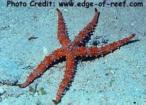  Gomophia egyptiaca (Egyptian Brittle Star)