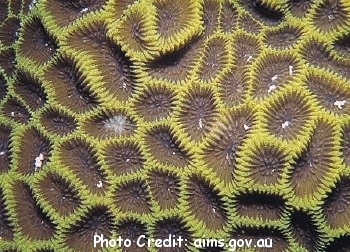  Goniastrea aspera (Honeycomb Coral, Pineapple Coral, Bright Eyes Coral)