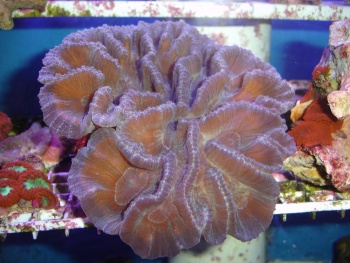  Goniastrea palauensis (Honeycomb Coral)