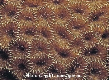  Goniastrea retfiormis (Honeycomb Coral, Pineapple Coral)