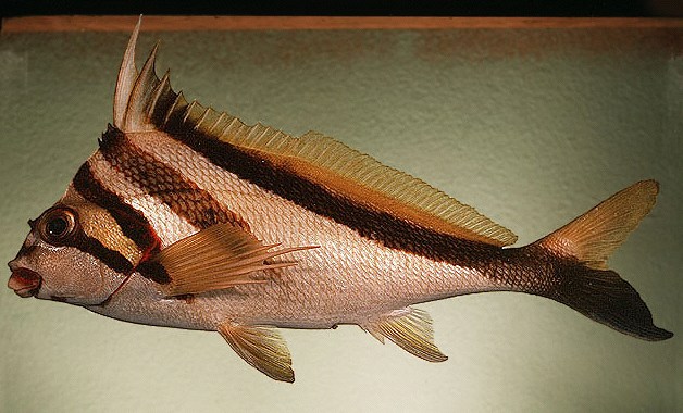  Goniistius vestitus (Crested Morwong)