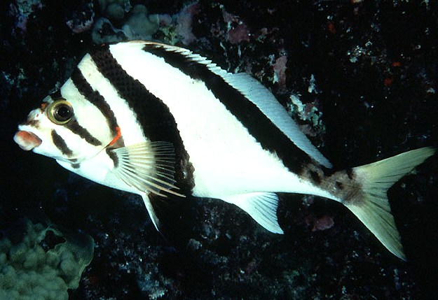  Goniistius vittatus (Hawaiian Morwong)