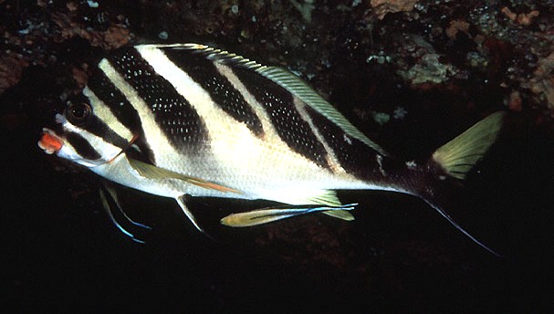  Goniistius zebra (Redlip Morwong)