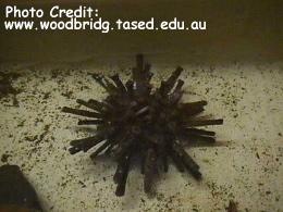  Goniocidaris tubaria (Mine Urchin)