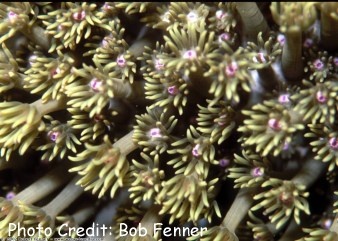  Goniopora columna (Flowerpot Coral)