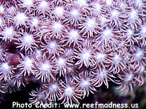  Goniopora djiboutiensis (Flowerpot Coral)