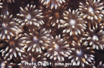  Goniopora minor (Flowerpot Coral)