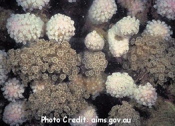  Goniopora pandoraensis (Branching Flowerpot Coral)