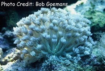  Goniopora stokesi (Flowerpot Coral, Daisy Coral, Anemone Coral, Ball Coral)