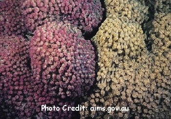  Goniopora tenuidens (Flowerpot Coral)