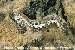  Gonodactylus chiragra (Chiragra Mantis Shrimp)