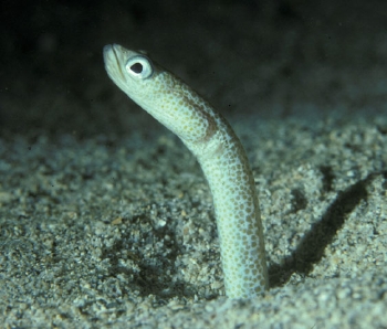  Gorgasia klausewitz (Klausewitz Garden Eel)