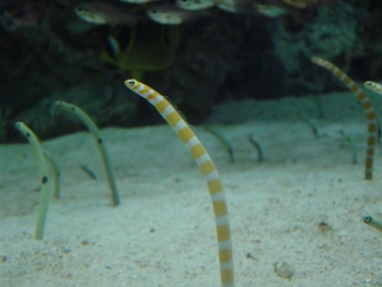  Gorgasia preclara (Splendid Garden Eel, Orangebarred Garden Eel)