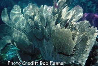  Gorgonia flabellum (Venus Sea Fan)