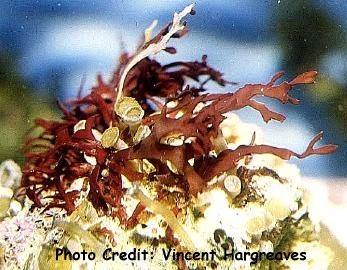  Gracilaria curtissae (Red Macroalgae, Ruby Red Algae)