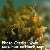  Gracilaria salicornia (Crunchiness Algae)