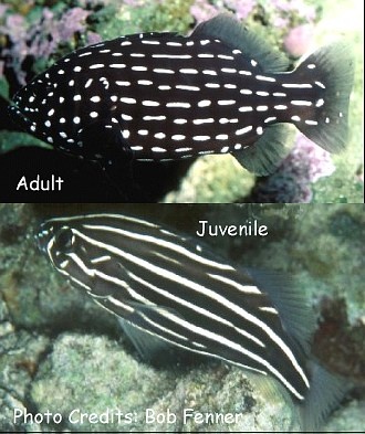  Grammistes sexlineatus (Sixline Soapfish)