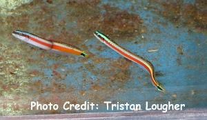  Gunnellichthys curiosus (Neon Worm Goby, Curious Wormfish)