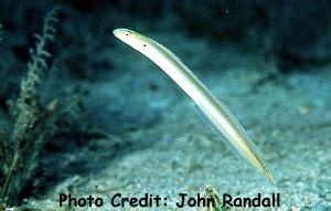  Gunnellichthys monostigma (One-spot Wormfish)