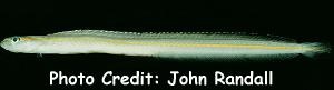  Gunnellichthys viridescens (Yellowstripe Wormfish)