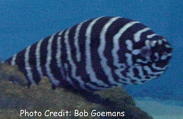  Gymnomuraena zebra (Zebra Moray)