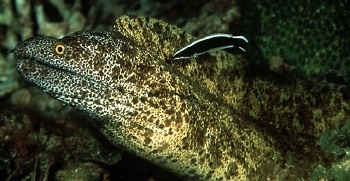  Gymnothorax annasona (Lord Howe Moray)