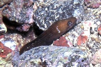  Gymnothorax bacalladoi (Canary Moray)