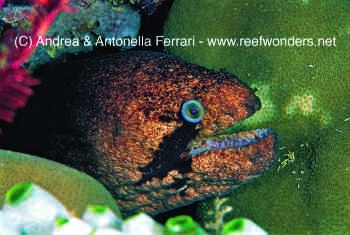  Gymnothorax breedeni (Blackcheek Moray, Masked Moray)