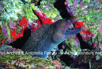  Gymnothorax castaneus (Panamic Green Moray, Chestnut Moray)