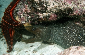  Gymnothorax dovii (Speckled Moray)