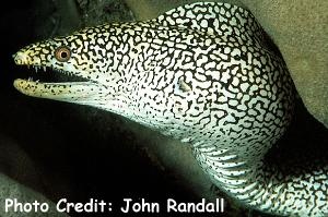  Gymnothorax eurostus (Stout Moray, Salt and Pepper Moray, Abbott’s Moray)