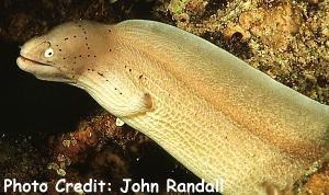  Gymnothorax griseus (Geometric Moray)