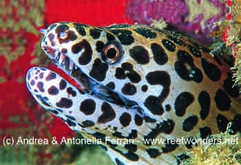  Gymnothorax isingteena (Spotted Moray)