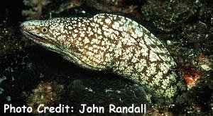  Gymnothorax kidako (Kidako Moray)