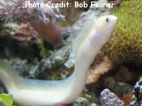  Gymnothorax melatremus (Golden Dwarf Moray, Yellow Moray, Pencil Moray)