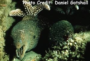  Gymnothorax mordax (California Moray)