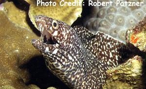  Gymnothorax moringa (Spotted Moray)