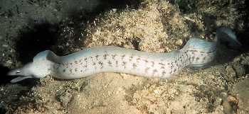  Gymnothorax nubilus (Grey Moray)