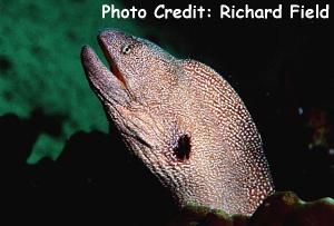  Gymnothorax nudivomer (Yellowmouth Moray, Dinosaur Moray, Starry Moray)