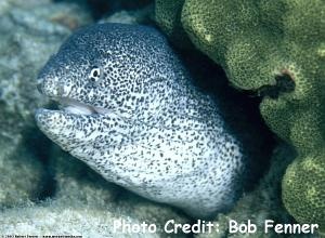  Gymnothorax pictus (Paintspotted Moray, Peppered Moray)