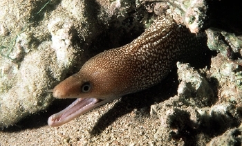  Gymnothorax punctatus (Red Sea Whitespotted Moray)