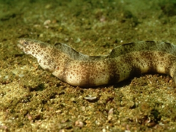  Gymnothorax reticularis (Dusky-banded Moray)