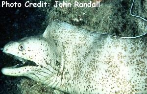  Gymnothorax steindachneri (Steindachner's Moray)