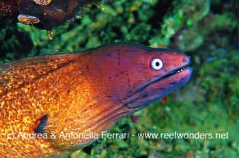  Gymnothorax thyrsoideus (Greyface Moray)