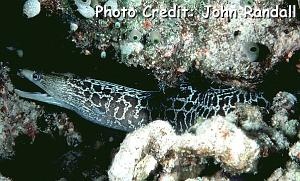  Gymnothorax undulatus (Undulated Moray)