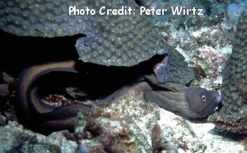  Gymnothorax vicinus (Purplemouth Moray)