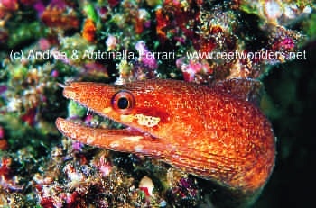  Gymnothorax zonipectis (Barredfin Moray)